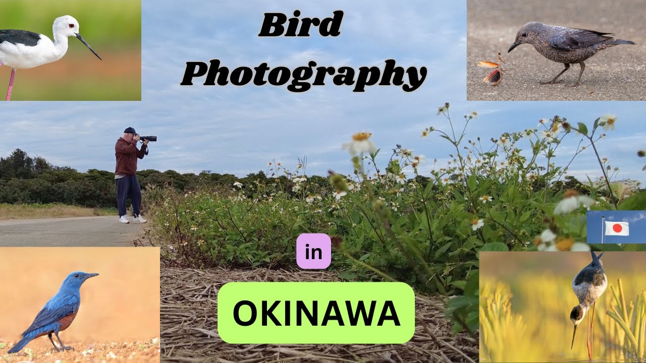 Ищу распространенных птиц на Окинаве, Япония.