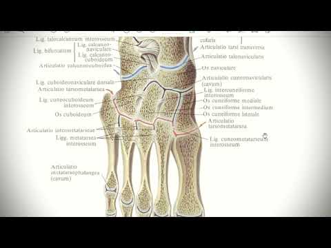 Анатомия с АВ. Соединения голени и стопы.