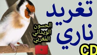 تغريد الحسون الملكي الويداني المغربي CD CHANT CHARDONNERET MAROCAIN 2020