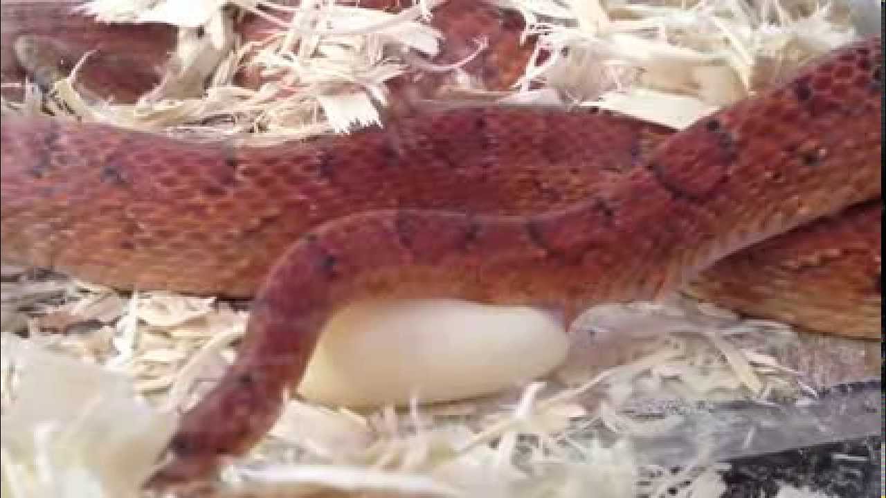 hobby lobby jobs Corn Snake Laying Eggs