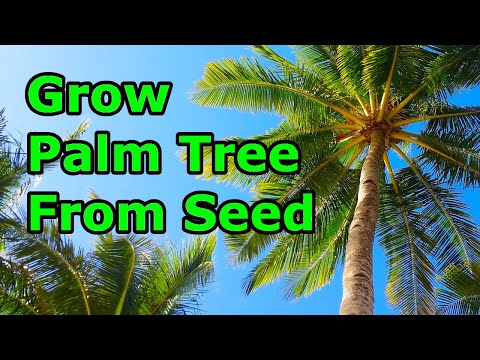 Video: How To Grow A Palm Tree From Seed