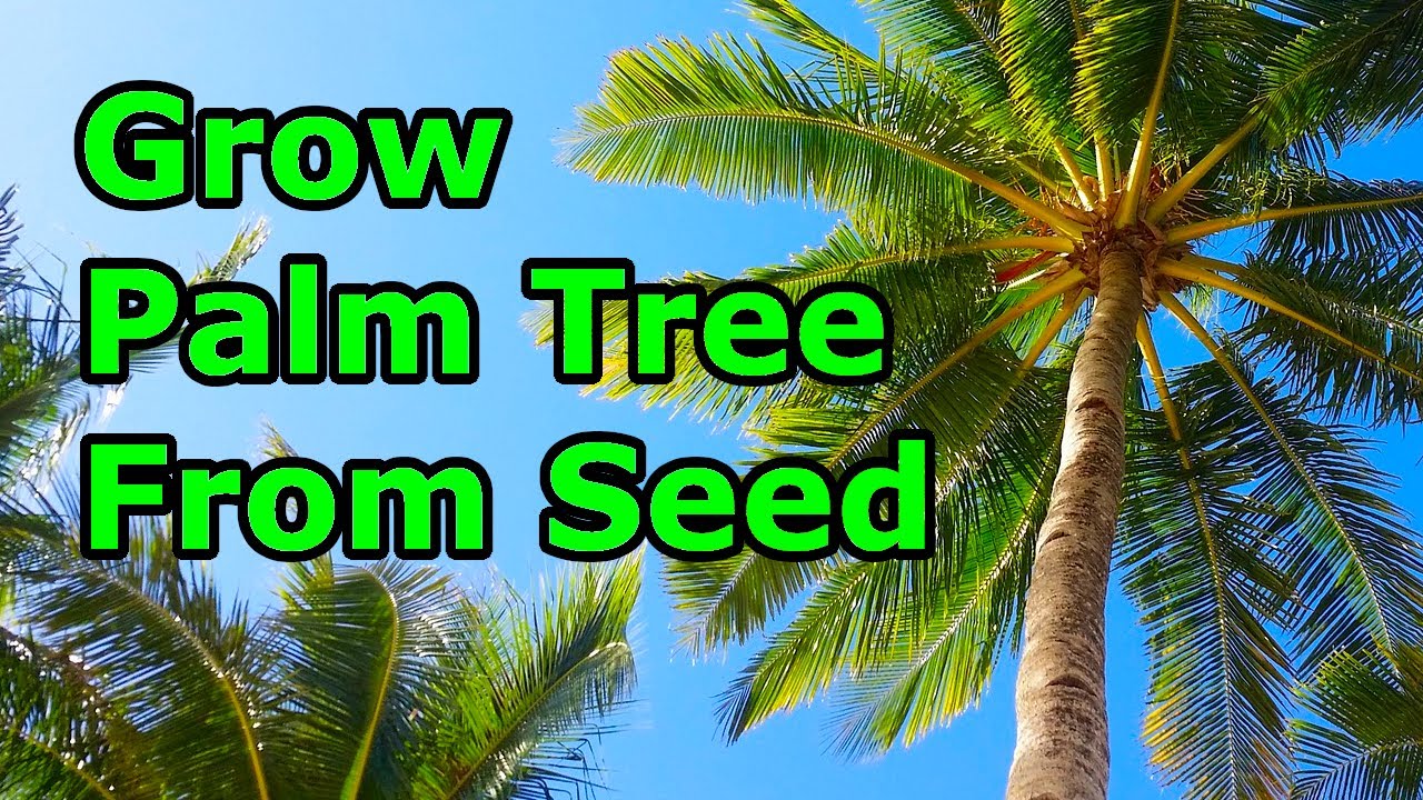 How to Grow Trees from THE SIMPLE AND EASY WAY - YouTube