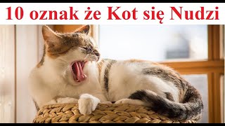 10 oznak że Kot się Nudzi by Ciekawski jak Polak 1,608 views 13 days ago 11 minutes, 2 seconds