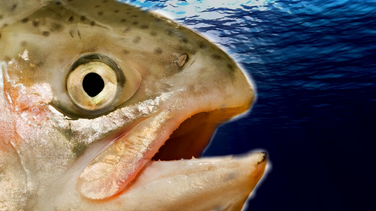 Fishy Waters #1: Getting Started - lol