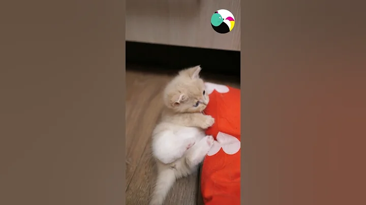 Watch the video about Mother cat washes her kitten