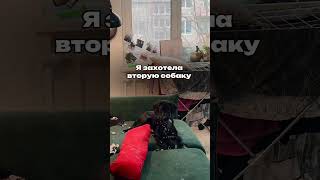 #догблог #догфрендли #догблогер #жизньссобакой #животные #видео #кинолог #собака #собаки #хаски