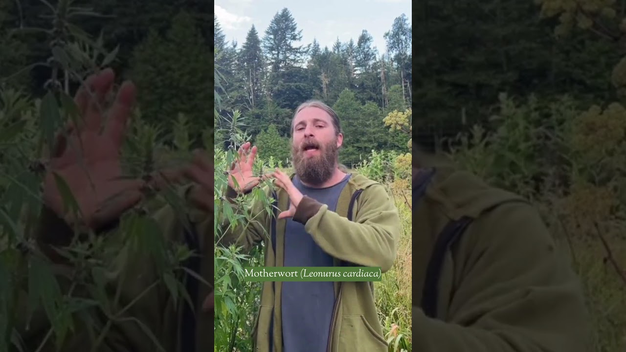 Understand Motherwort by Its Energetics, Not Just Effects