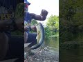 Wacky Rig Fishing: The Bass was a FATTY!!   #nature #outdoors #fishing #lakelife #largemouthbass