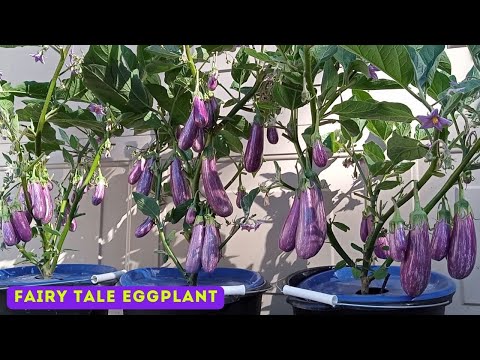 Growing Fairy Tale Eggplant From Seed To Harvest ( 2.5 Months ) | Dutch Bucket Hydroponic Eggplant