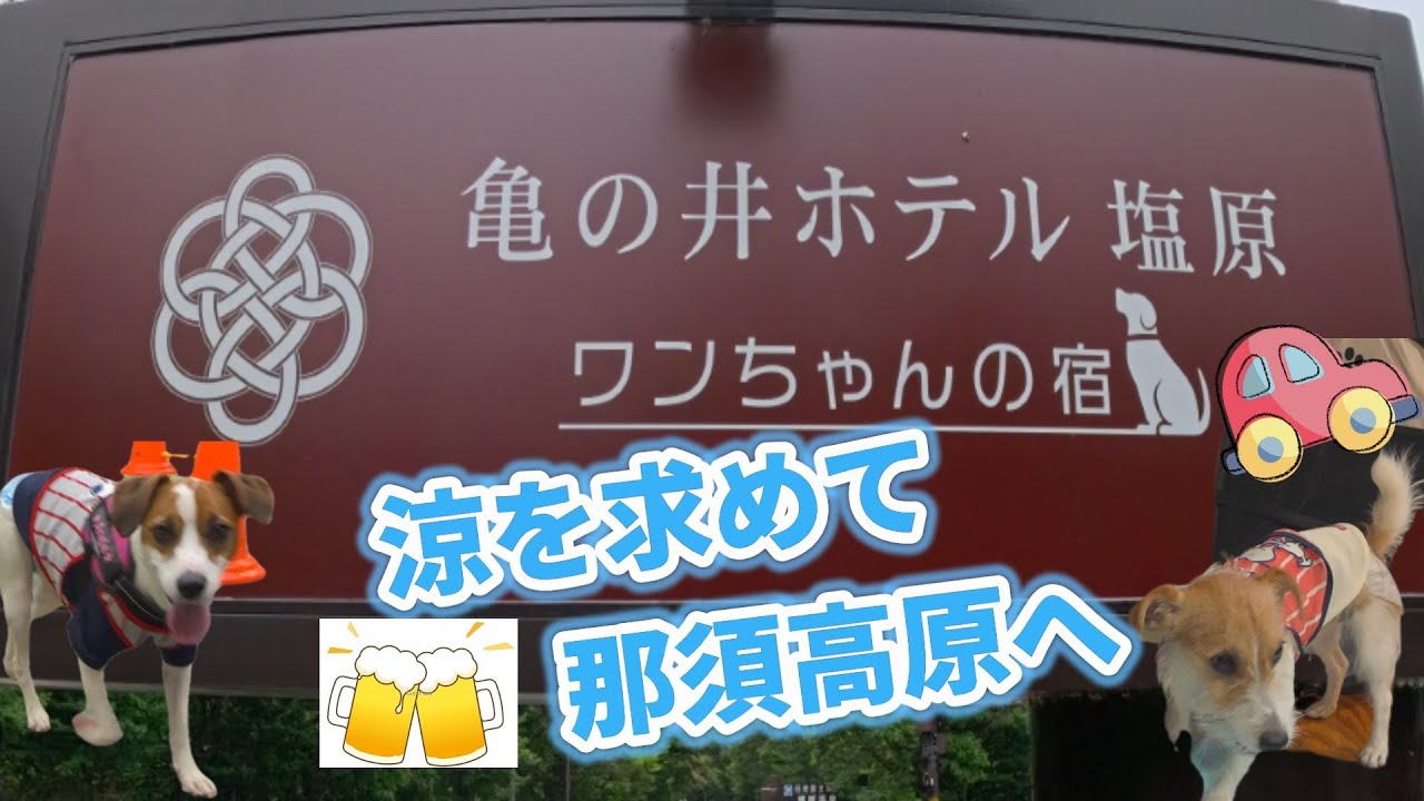 【わんこと旅行】亀の井ホテル塩原 ワンちゃんの宿　犬と一緒に館内を歩ける　犬特化の宿