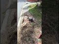 🔥 ¡#Alerta en Prados del Norte! Denuncian riesgo de #incendio por residuos vegetales abandonados
