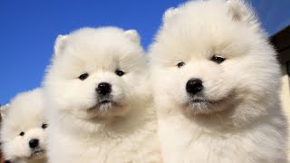 Is A Samoyed Right For Me by Yeti’s Place 16,942 views 3 years ago 14 minutes, 56 seconds