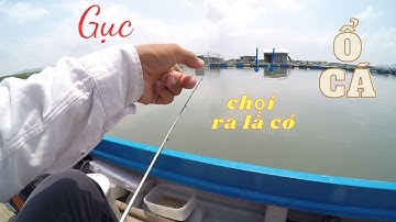 108/ HÊN . Vài con trùng bẹ hơn 4kg cá , tráp ( hanh ) , ngát . Ngày nước chảy