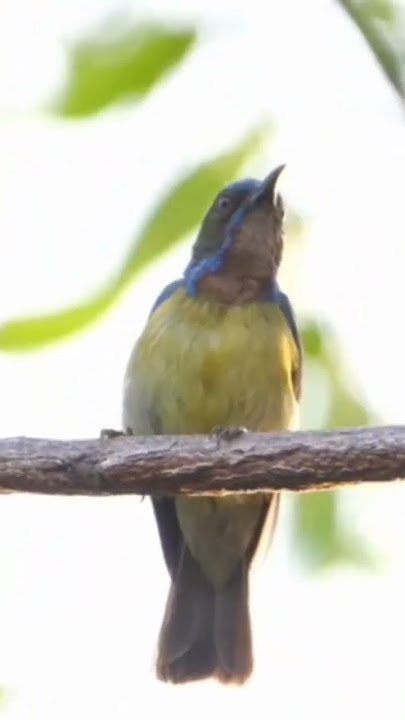 kolibri kelapa gacor di alam bebas #kolibrikelapa #hummingbird #sunbird