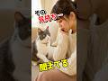 その気持ち…猫には聞こえてる #猫 #猫の気持ち #猫好きさんと繋がりたい