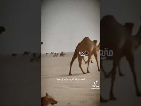 البارحه والجوع مس الذيب الشاعر بدر الخالدي