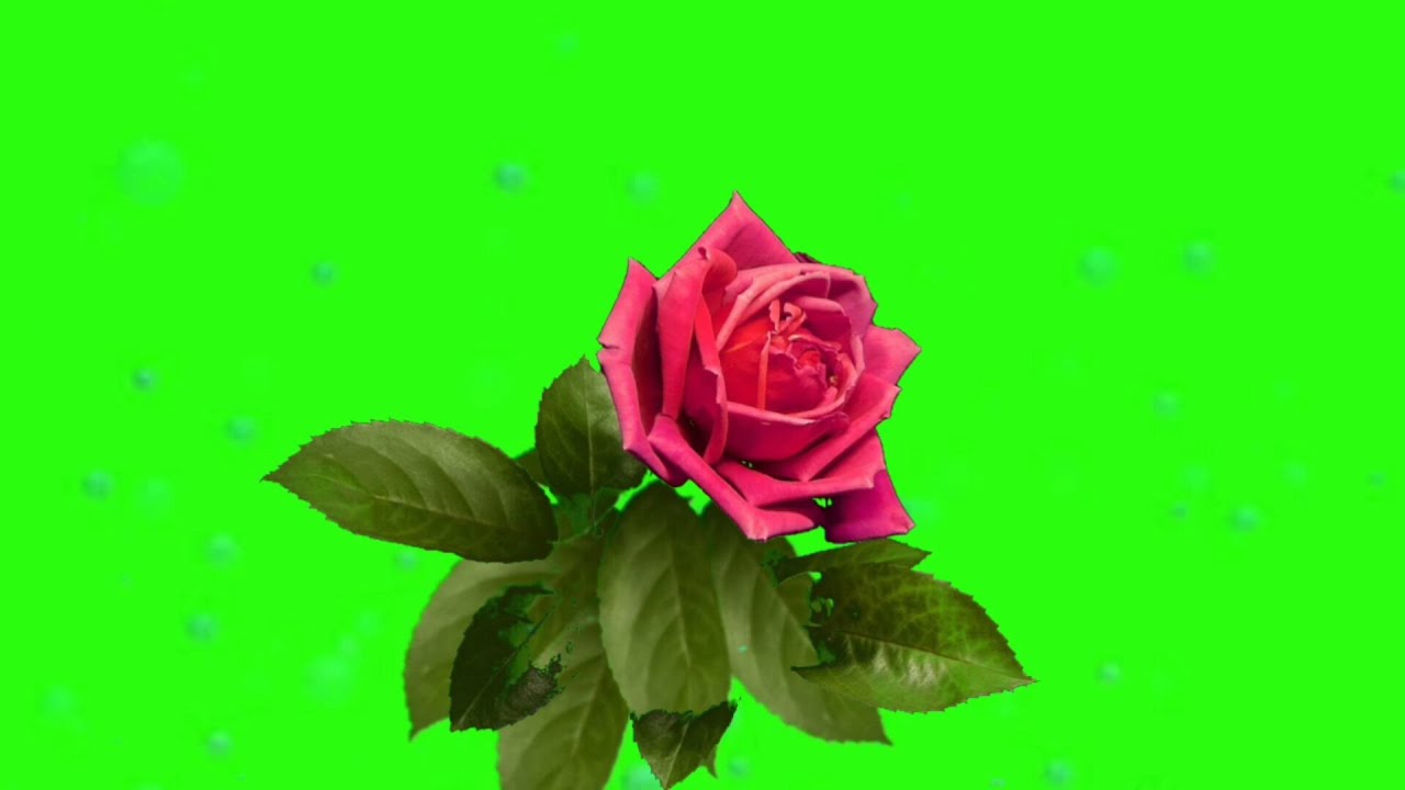 Rose Rotation .flv Green screen Blooming and dead video - YouTube