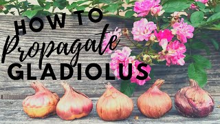 How To Propagate Gladiolus Easy tips & Gladiolus Updates