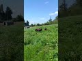 Zwartbles sheep