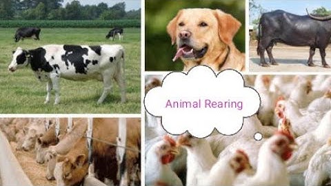 Notes of lesson no - 2 EVS  Animal Rearing for class - 2.