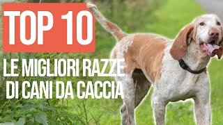 TOP 10 Migliori Razze Di Cani Da Caccia by Funny Pets 29,299 views 1 year ago 6 minutes, 6 seconds
