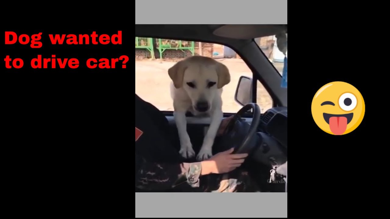 🐕 Dog trying to drive Car | Funny Dogs video | Try to laugh | Whatsapp status | 