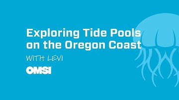 Exploring Tide Pools