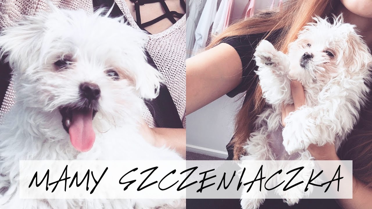 MAMY SZCZENIACZKA | VLOG