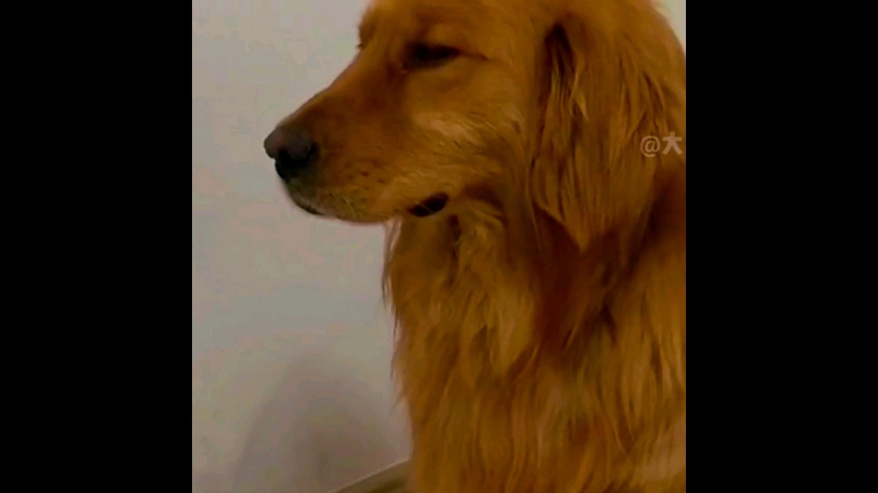 Funny Animal Videos 2023 #youtube #youtubeshorts #ytshorts #shorts