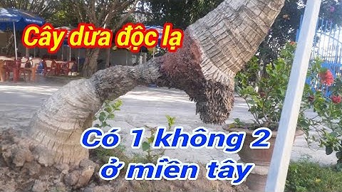 Cây dừa kiểng độc lạ có 1 không 2 ở miền Tây