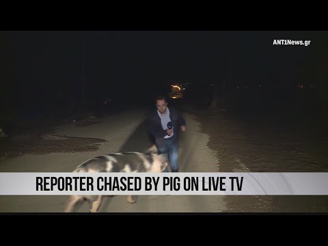 Pig chases reporter in Greece