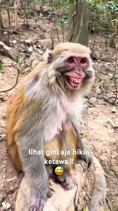 si adek lucu bikin ketawa ngakak,,😅