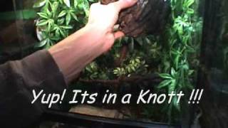 5ft Jungle Carpet Python Shedding  Information