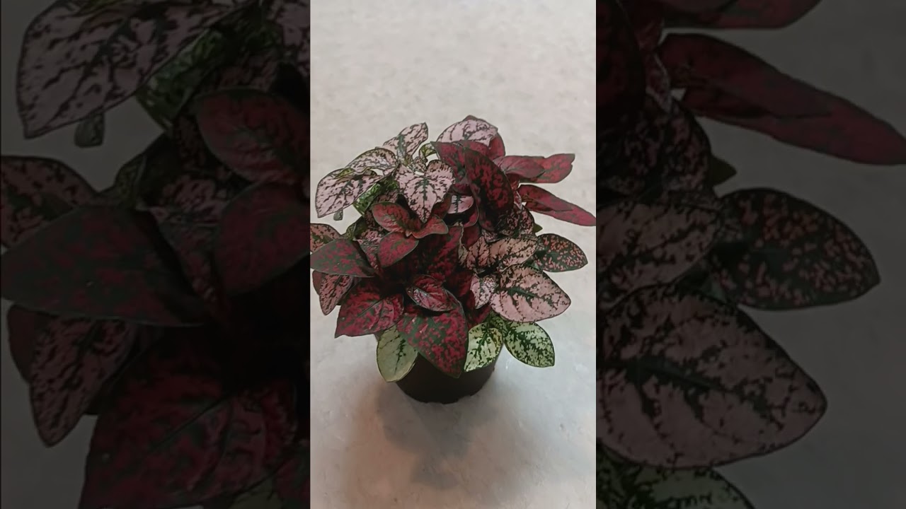 polka dot plant houseplant care tutorial 
