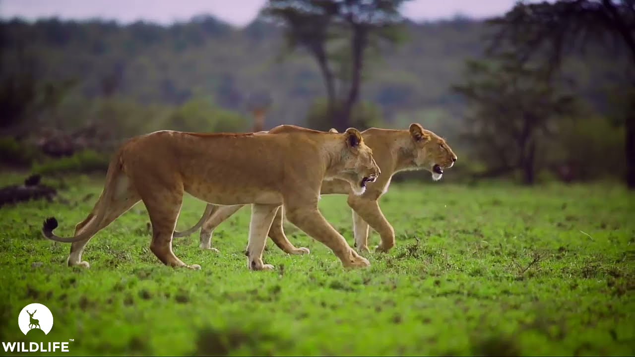 Wied life Episode 2 || Session1 || Beautifull Animals || Wide life