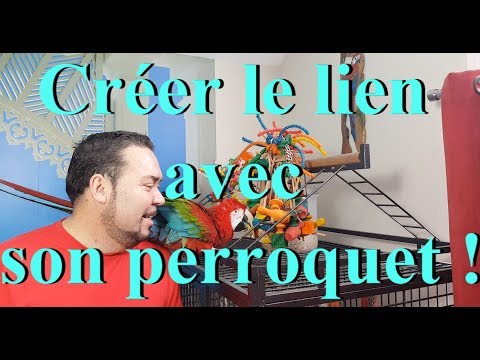 Vidéo: Comment Dresser Un Perroquet à Portée De Main