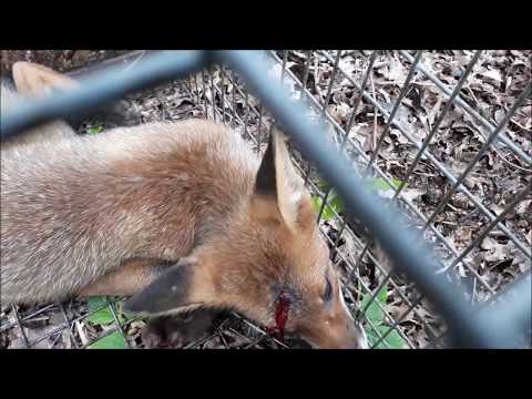 Video: Wie Man Einen Fuchs Jagt