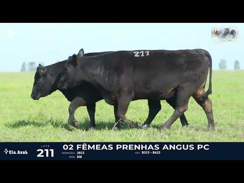 Lote 211 F Angus dupla