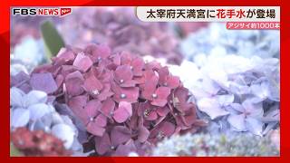 Feel the Cool Breeze with Hydrangea 