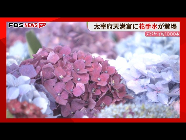 Feel the Cool Breeze with Hydrangea 