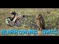 Burrowing Owls at Cape Coral