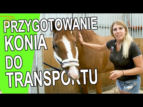 Wideo: 3 sposoby, aby Twój nowy kot wyszedł z ukrycia