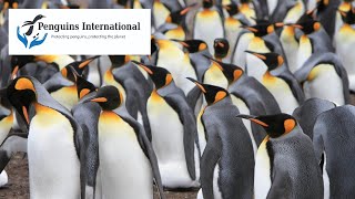 Penguins International - Protecting Penguins to Protect the Planet
