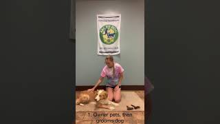 Akc Virtual Home Manners Checklist Demonstration