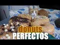 HAGO DONUTS PERFECTOS