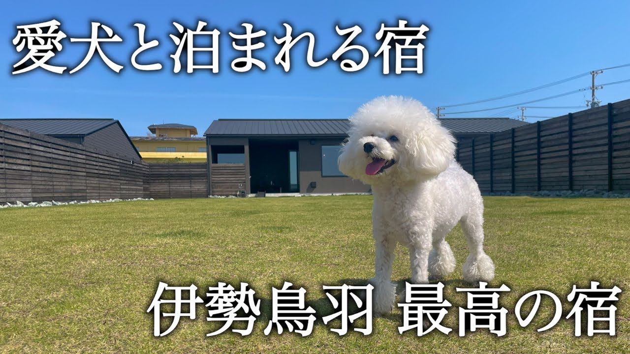 【三重県】トイプードルを超豪華宿に宿泊させてみたらこうなった【野寛】