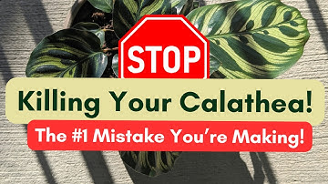 Your Calathea is Dying Because of THIS! 🚨 Fix it NOW!