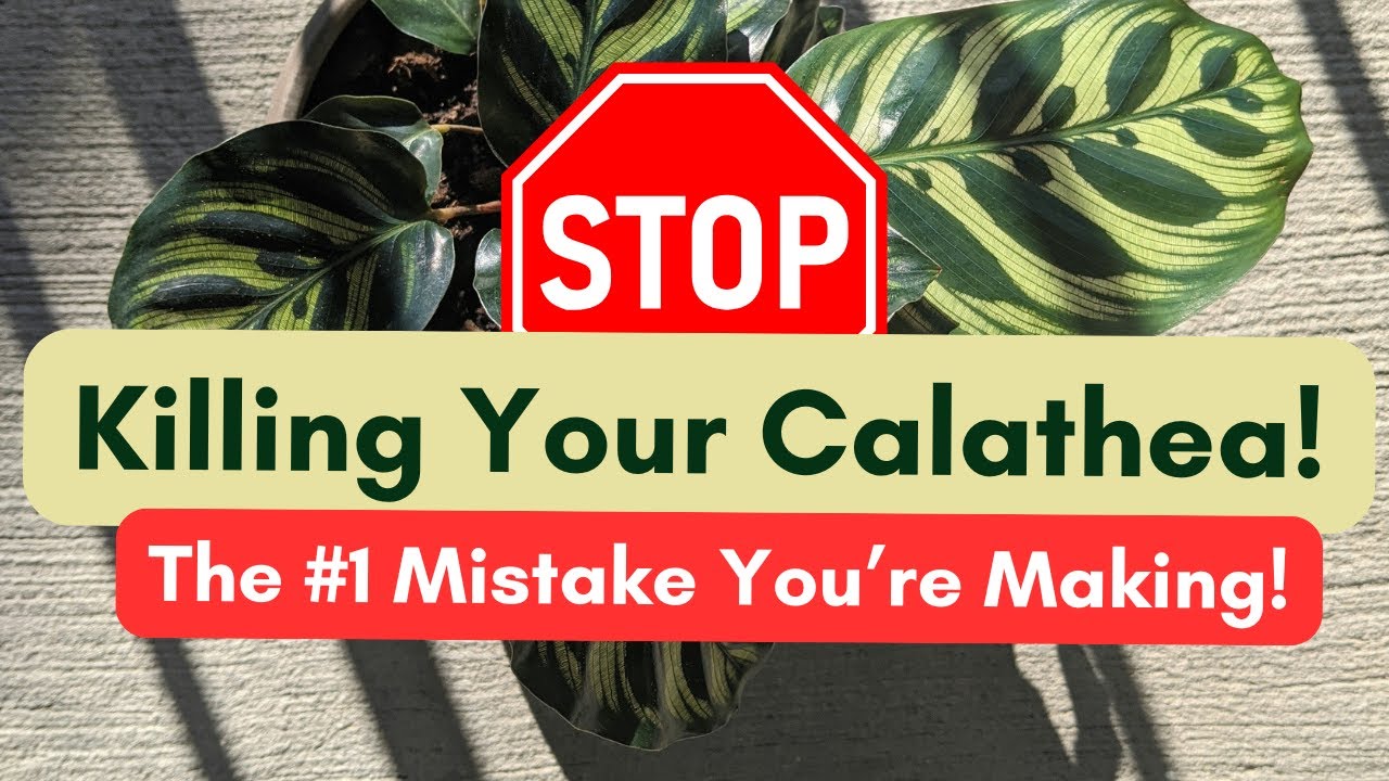 Your Calathea is Dying Because of THIS! 🚨 Fix it NOW!