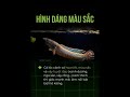 5 SỰ THẬT CÁ LÓC CẢNH NHIỀU NGƯỜI CHƯA BIẾT