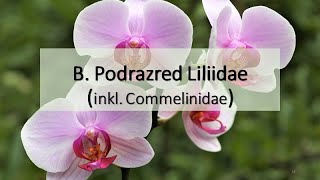 B.  Podrazred: Liliidae (=inkl  Commelinidae)